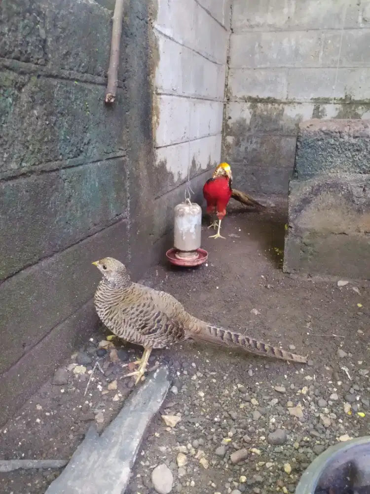 Sepasang ayam hias golden pheasant dewasa atau ayam hutan tibet
