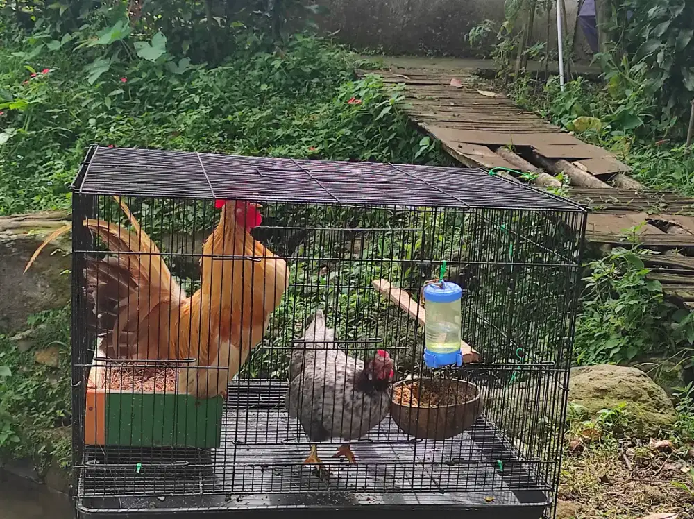 Ayam kate sepasang mahar/bt induk bangkok