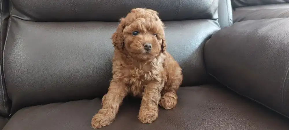 Red mini poodle puppies