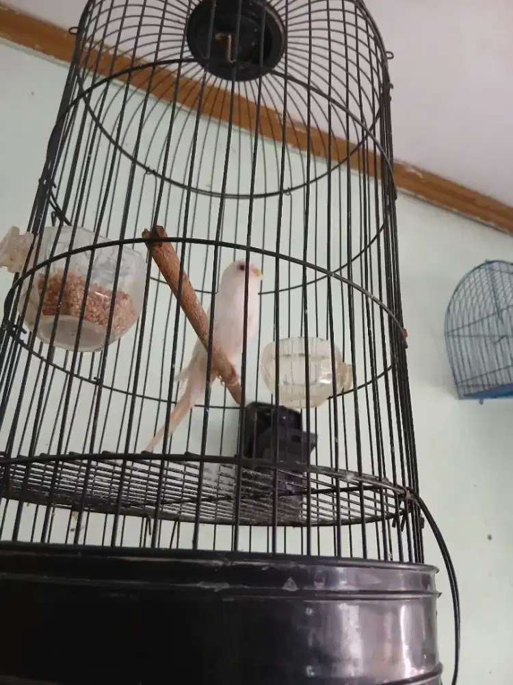 Burung parkit putih
