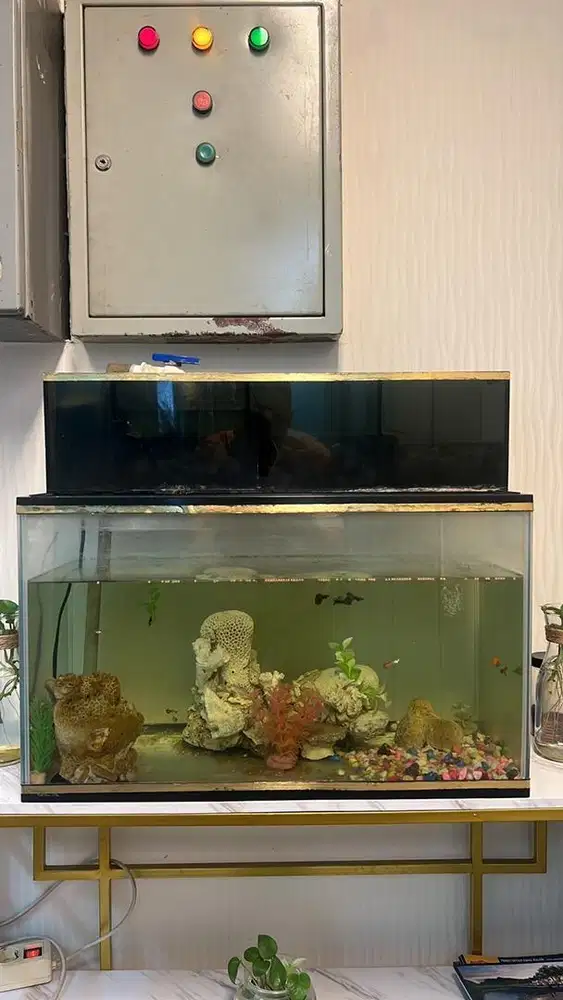 AQUARIUM DAN IKAN GUPY