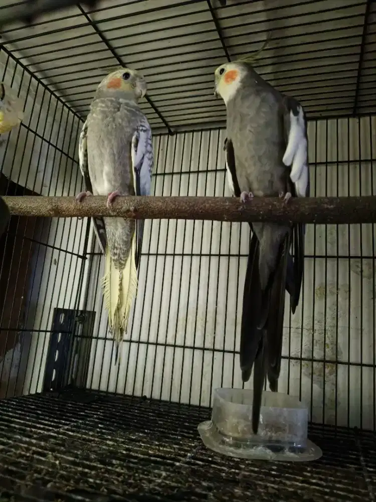 Falk mutiara dan falk grey jantan