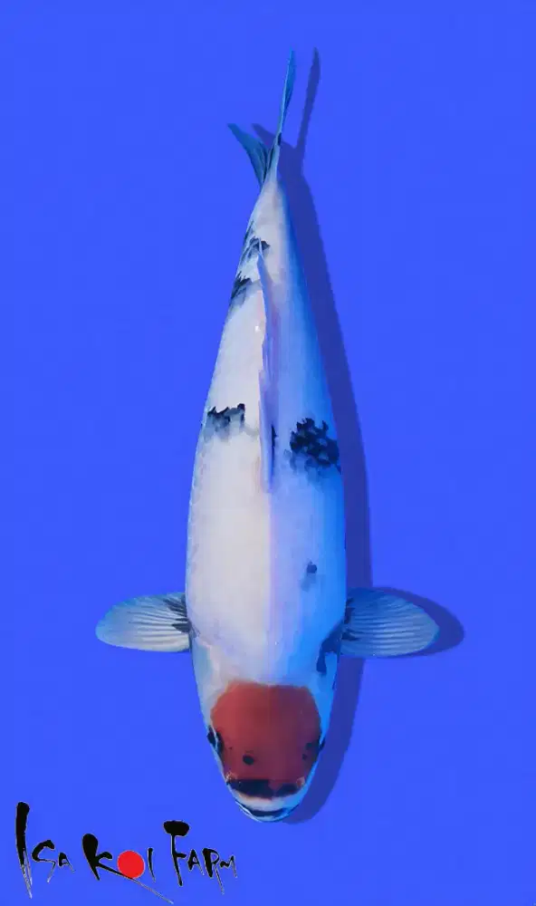 Koi Tancho Showa Tategoi Import Isa