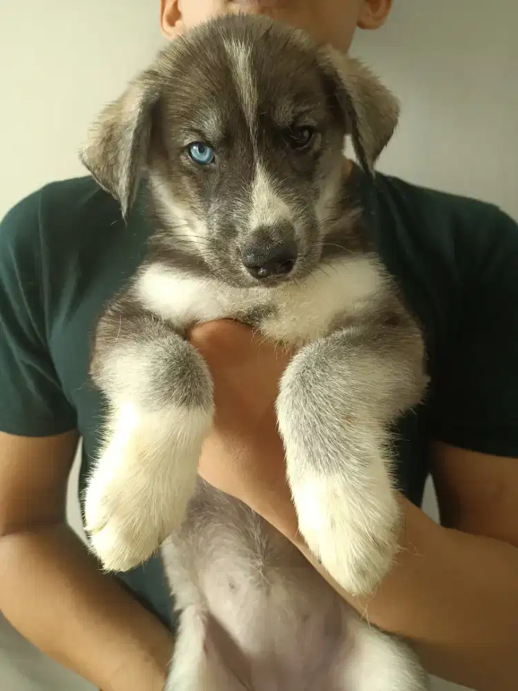 Anjing Husky Mix Golden 2 Bulan