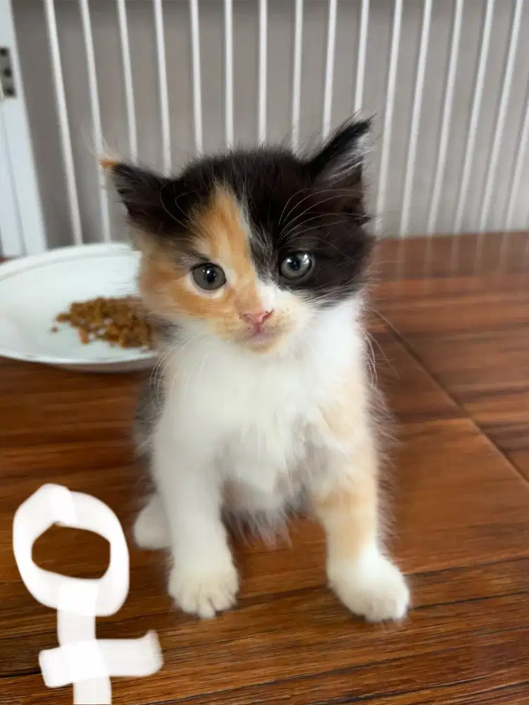 Flatnose Kitten 4 ekor lucu