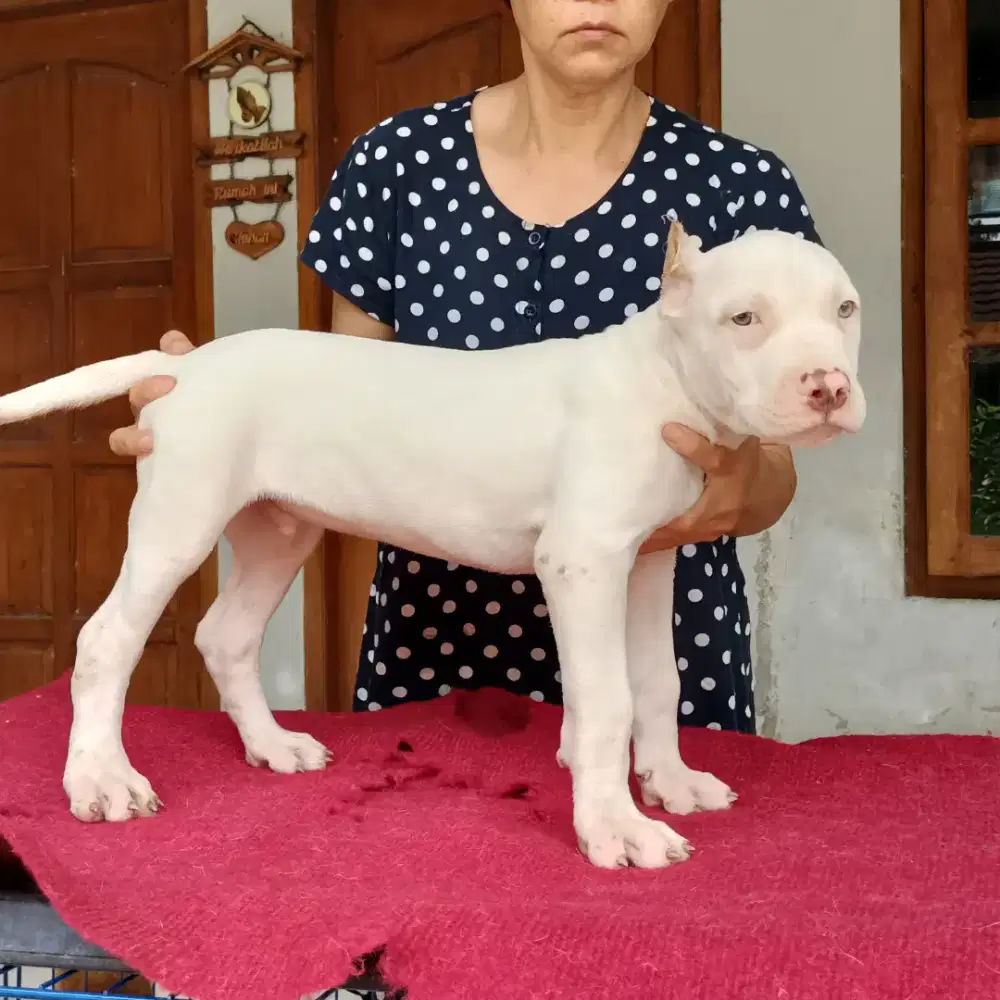 Pitbul jantan xl