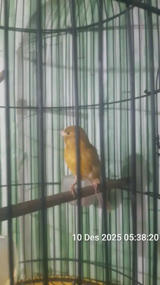 Burung kenari ngeriwik