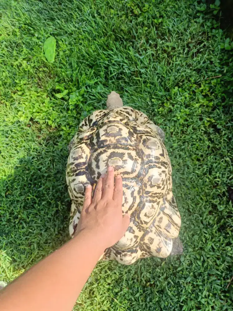 Kura darat pardalis 43cm