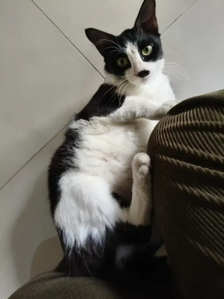 Kitten Betina Mixdom