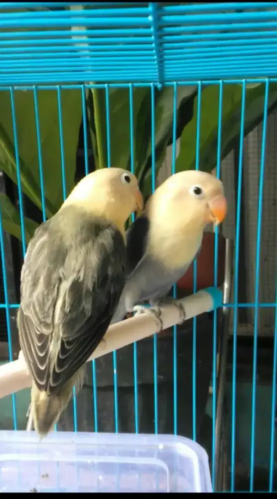 Burung Lovebird Aqua