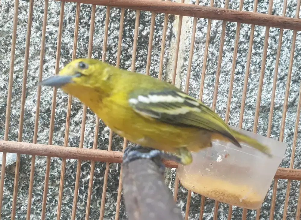 Cipow jantan udah permanen makan pur