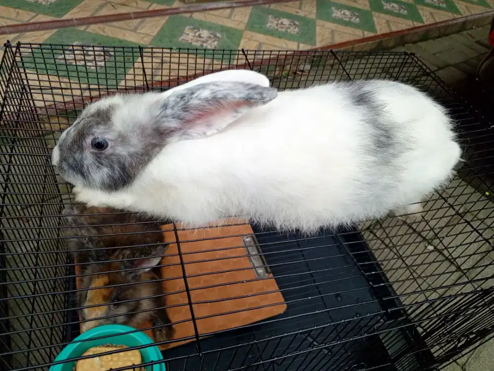 KELINCI REMAJA SEHAT LUCU IMUT