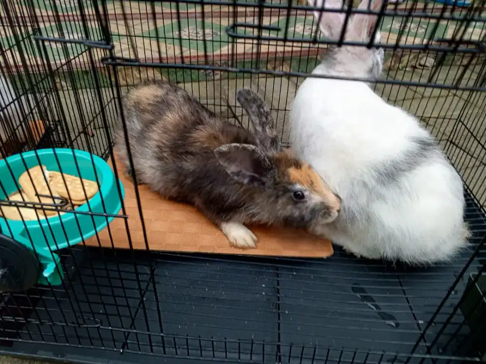 KELINCI ANGGORA PEJANTAN TANGGUH