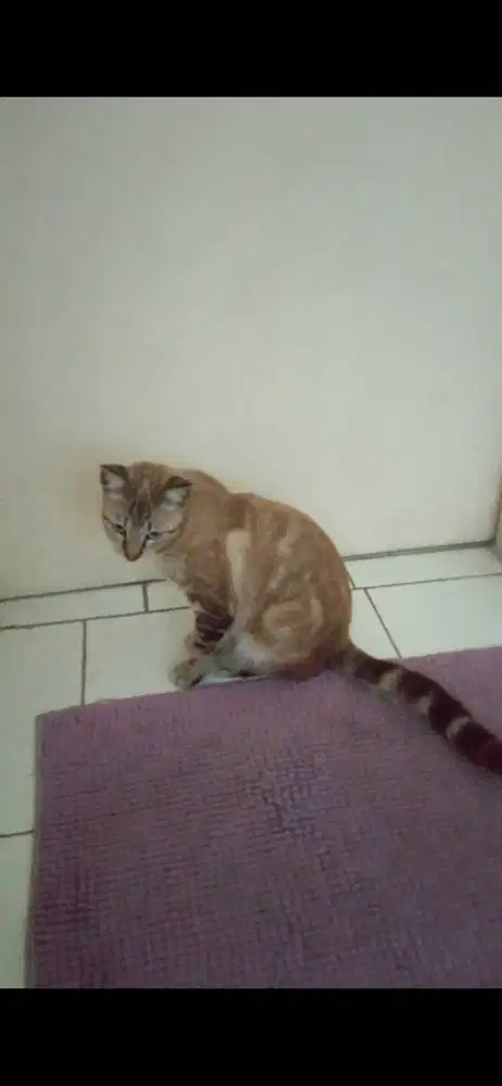 Kucing bsh mix betina