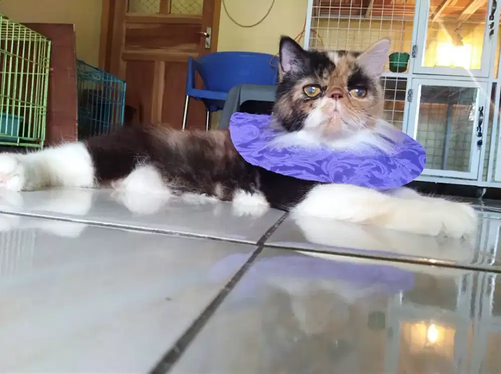 Kucing peaknose betina birahi