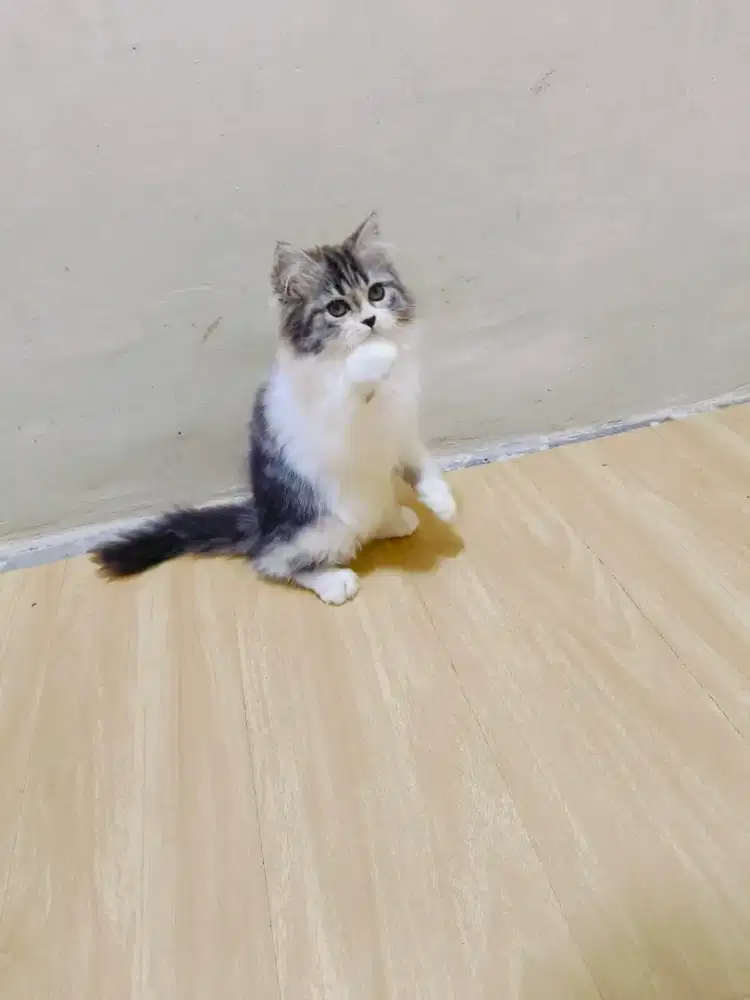 Persia black white tabby