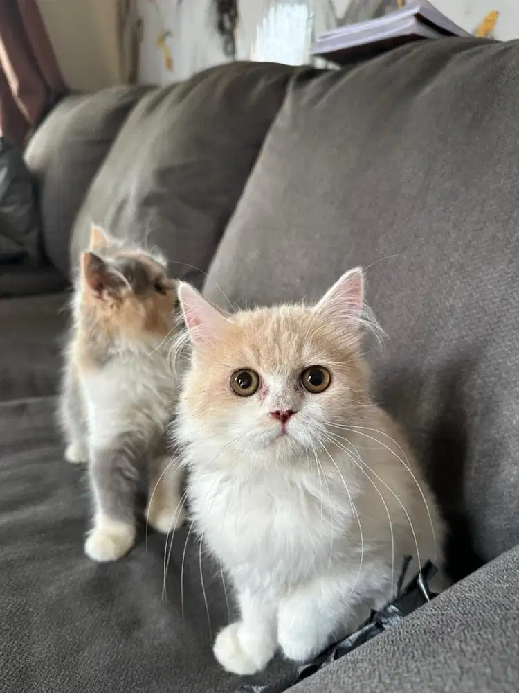 Kucing persia lucu