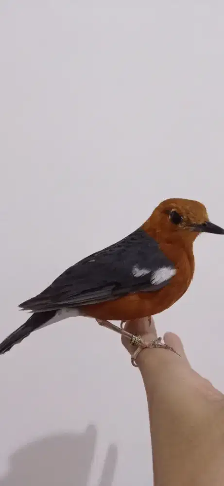 Burung Anis Merah/ Anis Cacing