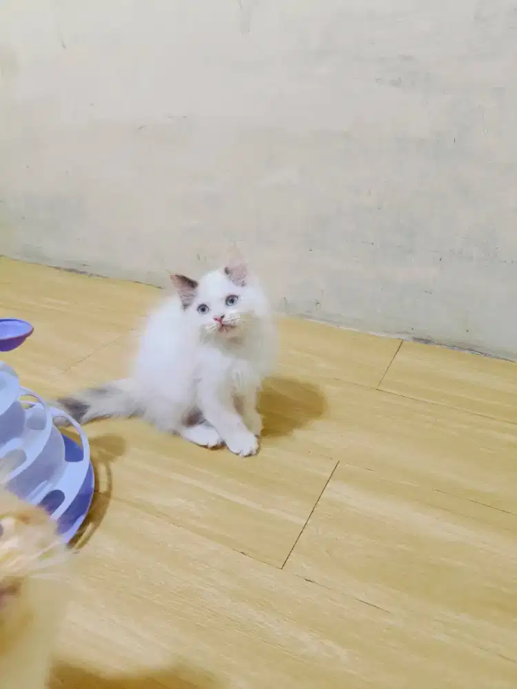 Ragdol betina cantik