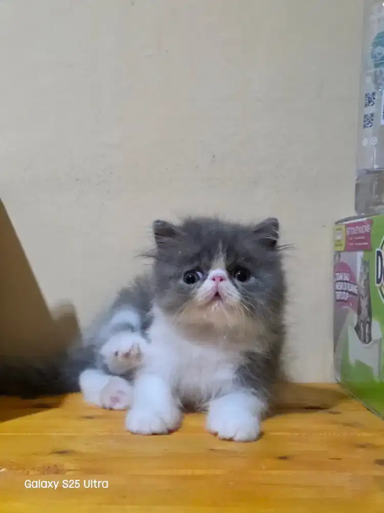 Kitten peaknose persian
