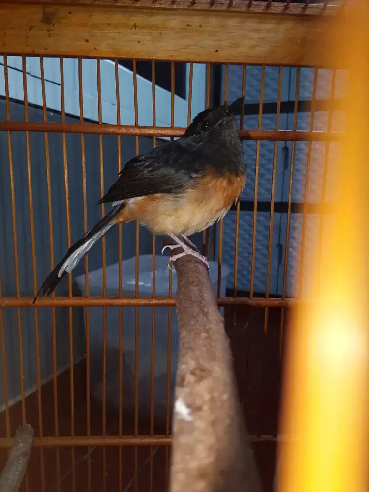 Anakan Murai (gembling) tos nyada