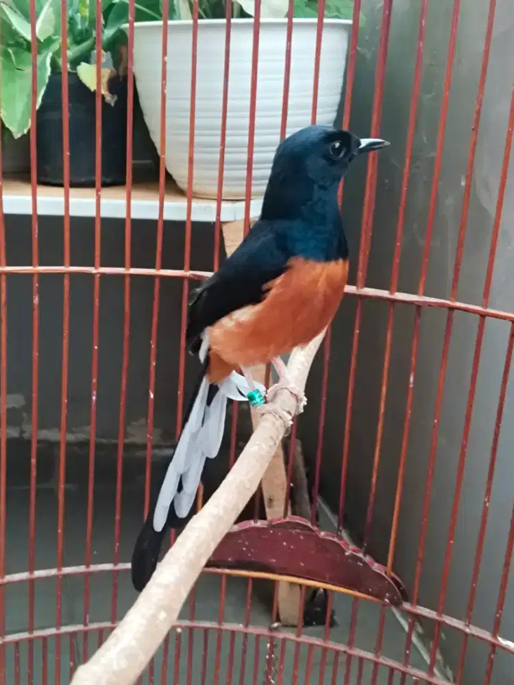 Jual muray gacor bisik pake ring kandang BnR kodong tebal matap dah