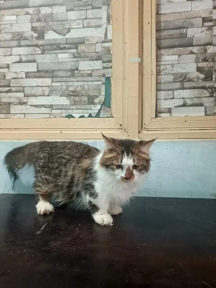 DIJUAL CEPAT KITTEN JANTAN MUNCHKIN