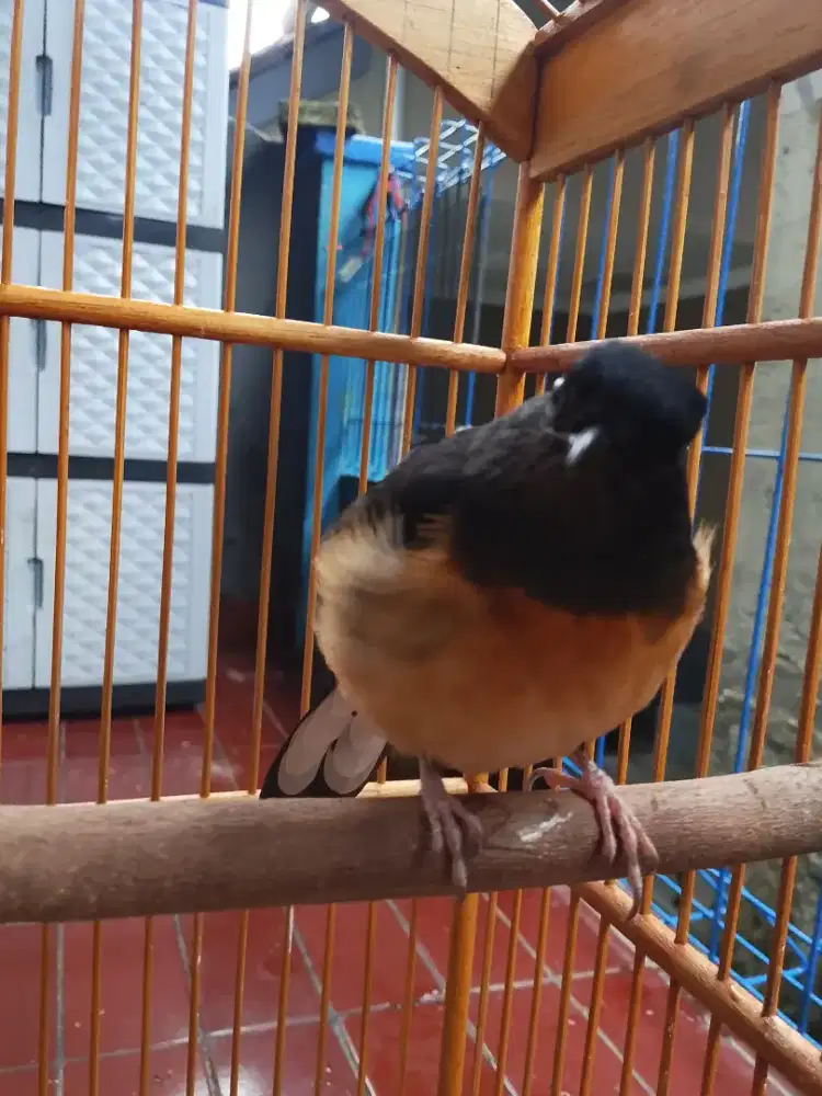 anakan Murai (gembling) tos nyada