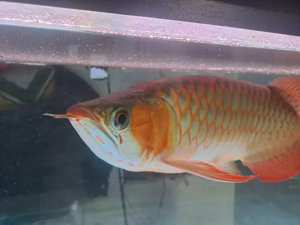 Di Jual Arwana Super Red Spauk