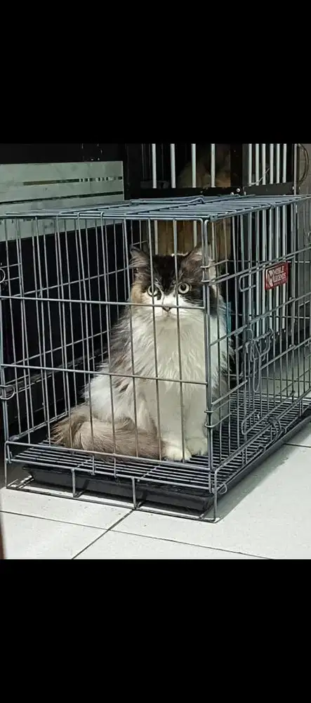 DIJUAL LA Persia Long Hair