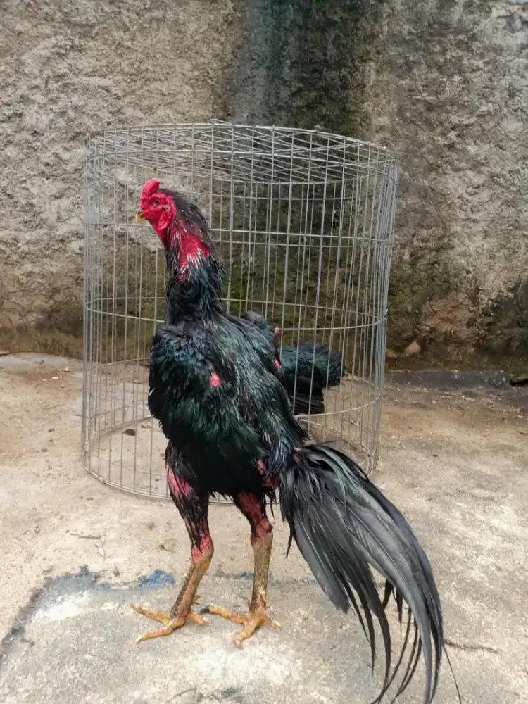 Ayam Bangkok big size