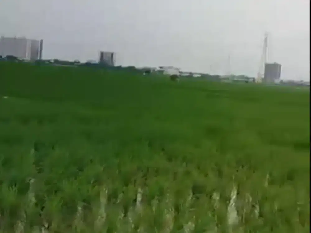 Karawang Tanah Sawah Lokasi Strategis Dekat Akses Tol