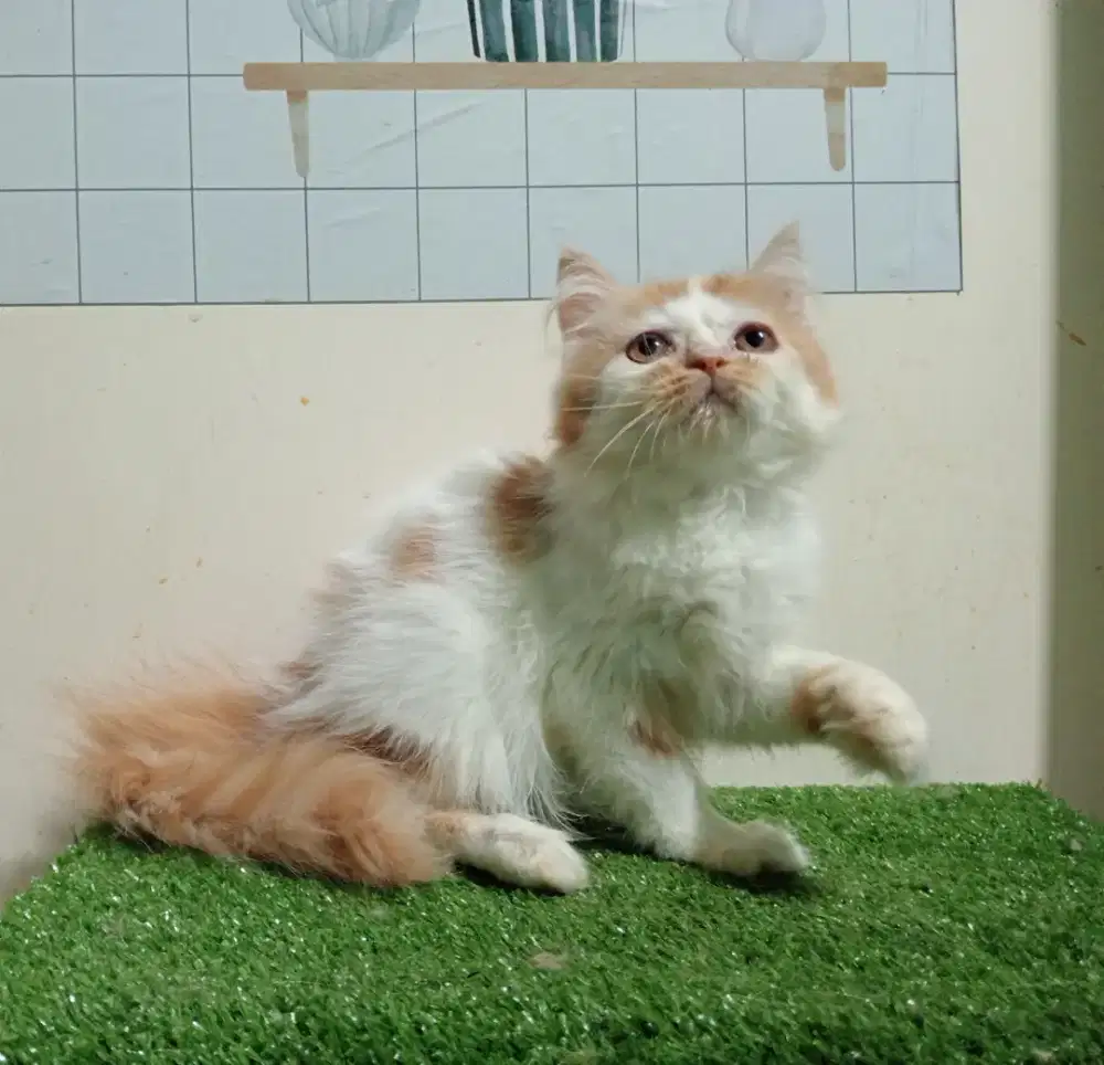 Kucing persia/Betina/3 bulan