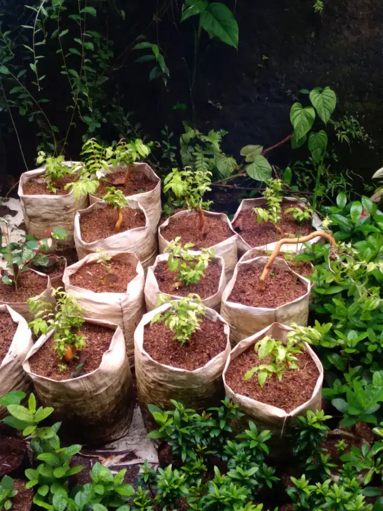 Jual tanaman bibit bonsai anting putri