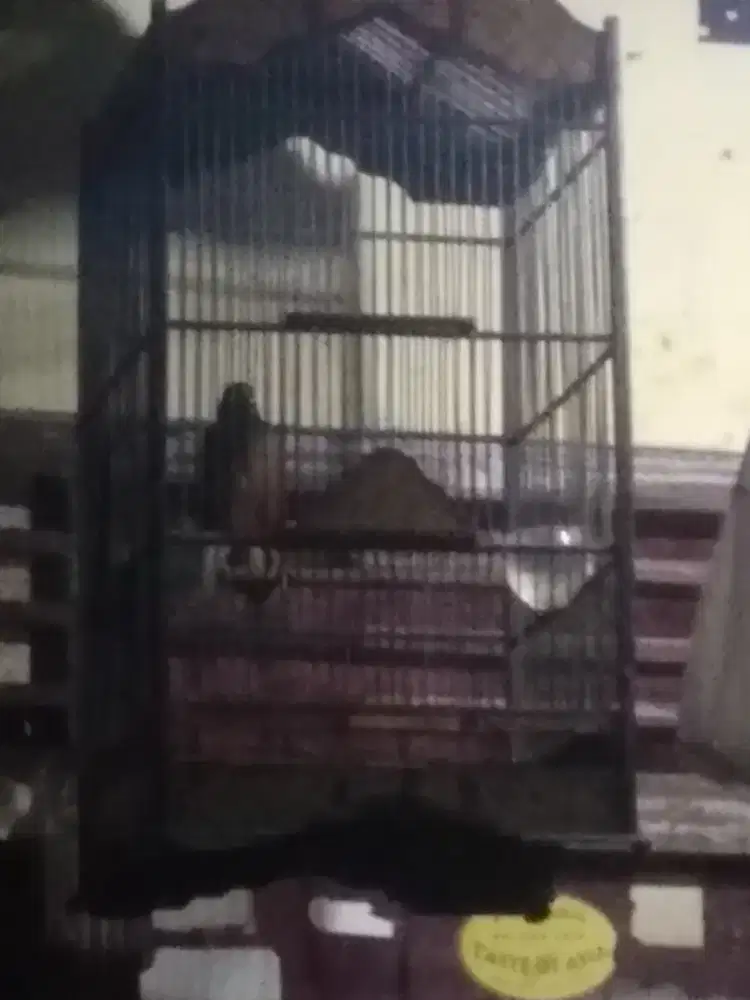 Jalak nias jantan full set kandang jati ukir batik