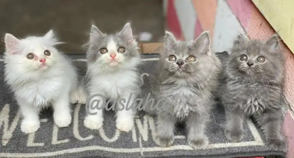 Anak kucing anggora/kitten persia jantan/kucing persia betina