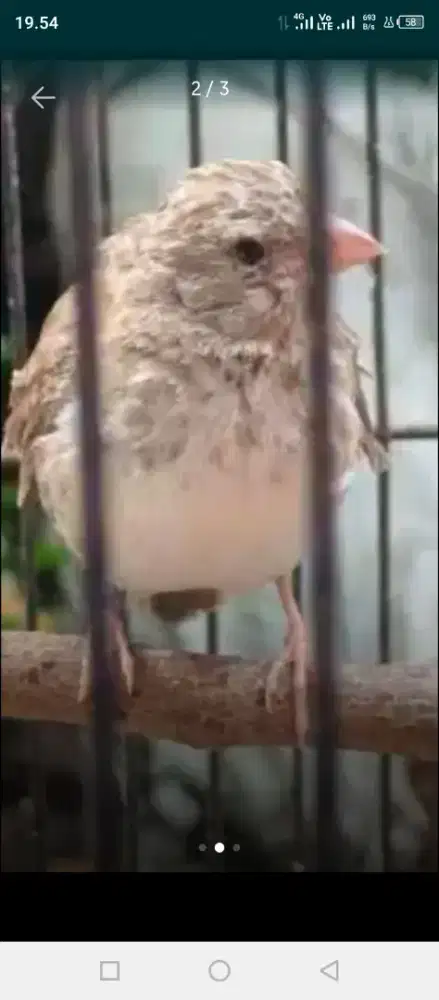 sanger betina sehat lepas paud