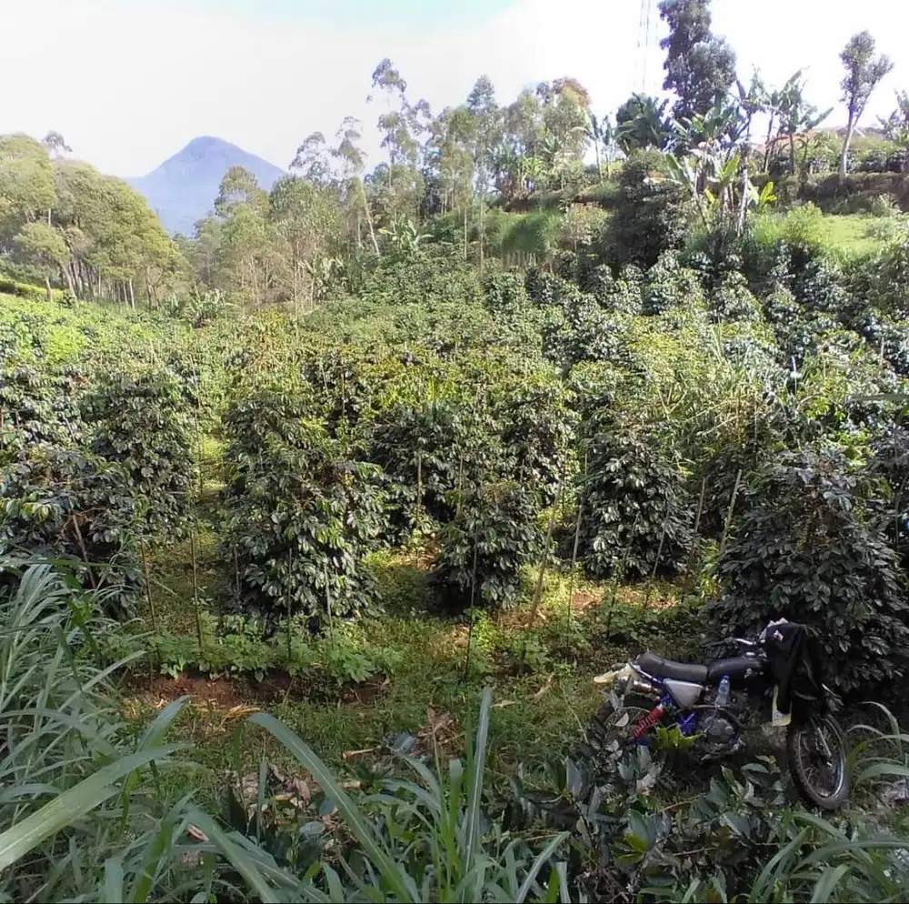 Jual Tanah SHM 3.982 m² Pangalengan – Akses Mobil, Cocok Investasi