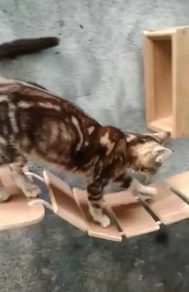 Ben9al shetted indukan