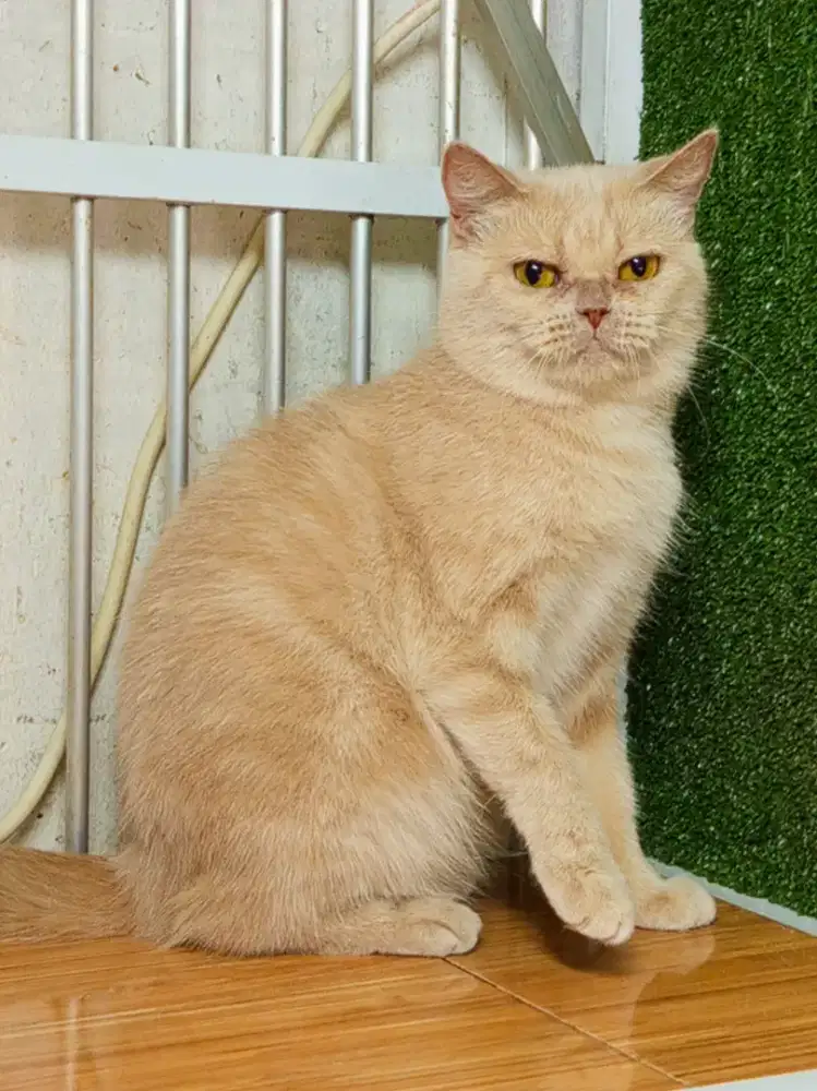 British Shorthair cream