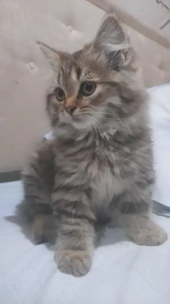 Jantan 2,5 Bln Warna Unik Lincah