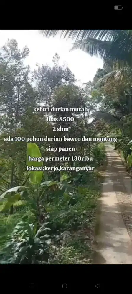 Jual kebun durian ada 100 pohon lokasi desa kerjo lt 8500m hrg 130rb/m