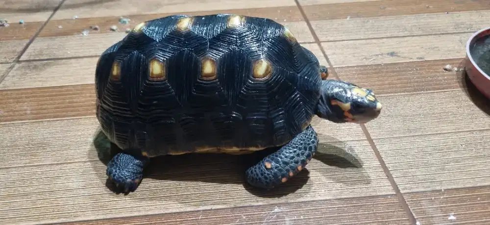 Redfoot Tortoise Jantan 21 cm Red Foot Kura Darat
