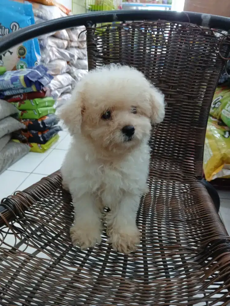 Podle jantan putih 3bulan