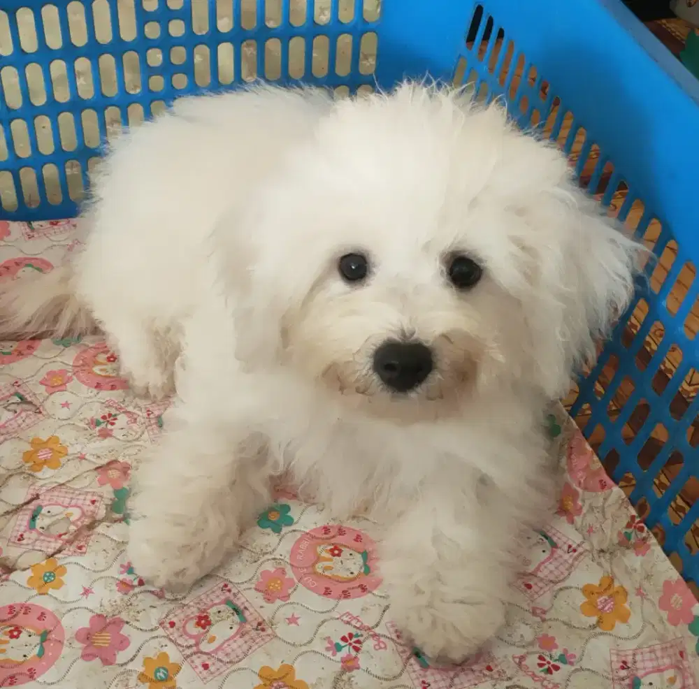 DIJUAL MURAH BICHON FRISE BETINA STAMBUM VAKSIN KUALITAS BAGUS