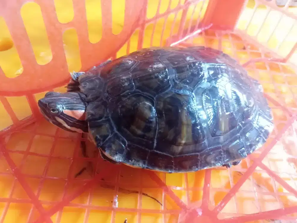 Kura kura Brazil Ride Slider