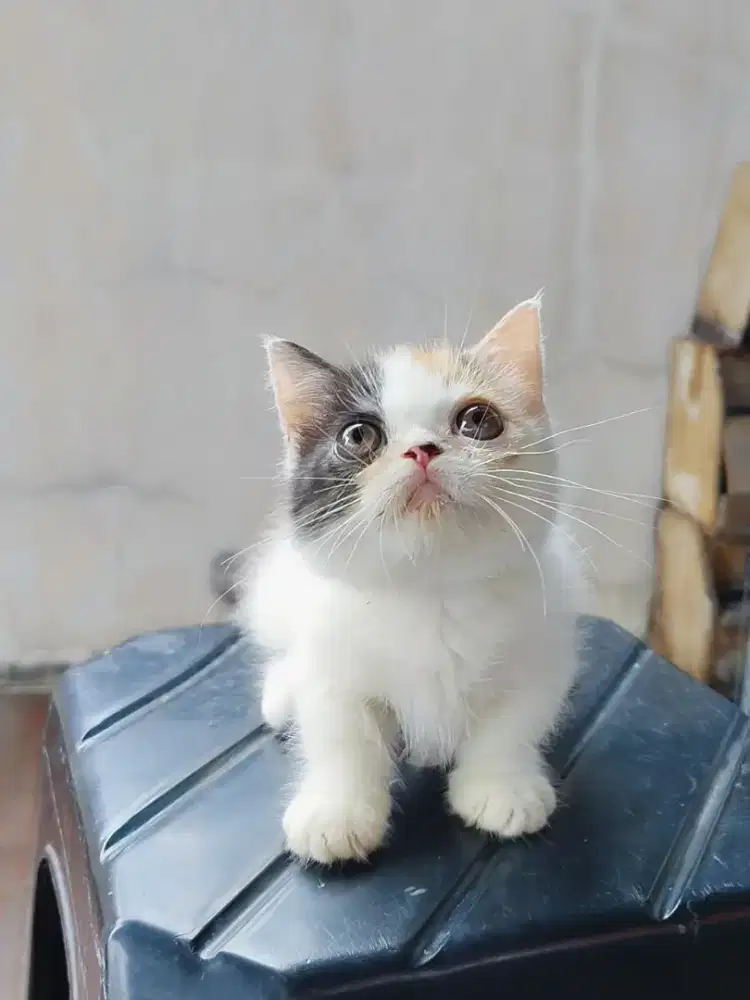 Munchkin BSH Gaelic Calico Cebol Minuet Kitten Betina