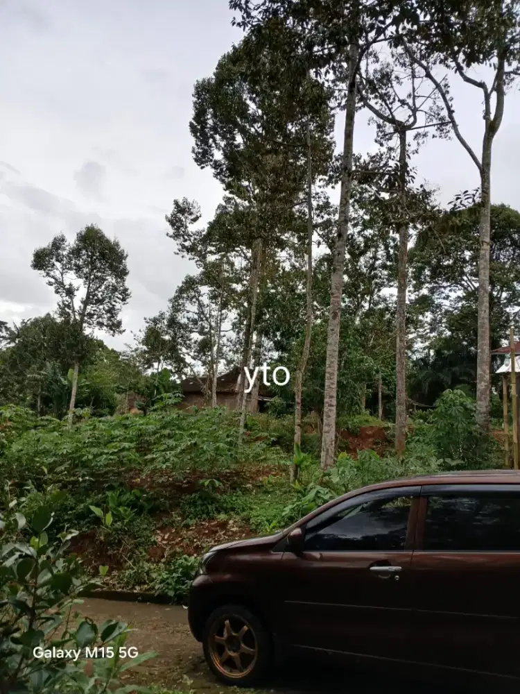 Jual kebun durian lokasi tohkuning luas 484mtr hrg 200jt nego
