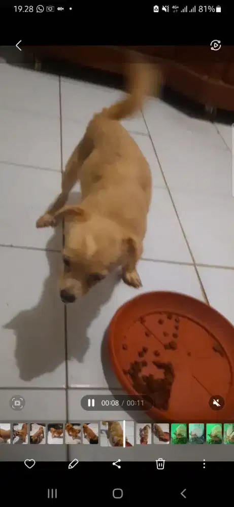 Jual cepat anak anjing usia 8 bulan