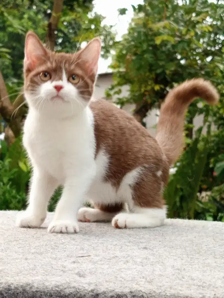 Munchkin NS Cinnamon Bicolor